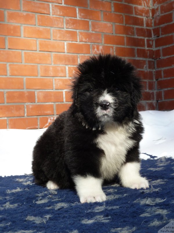 Фото: ньюфаундленд Super Premium Samanta (Супер Премиум Саманта)