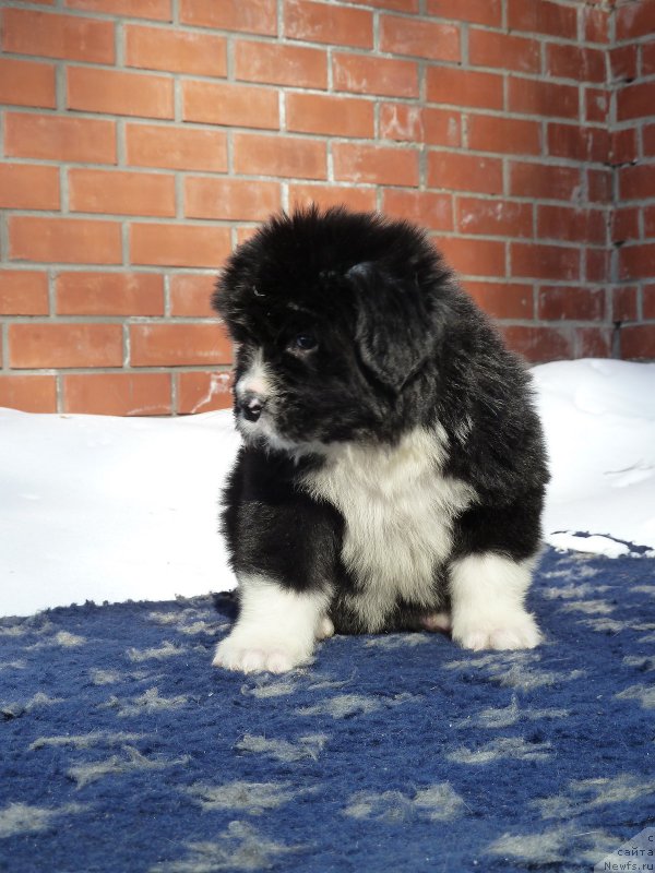 Фото: ньюфаундленд Super Premium Samanta (Супер Премиум Саманта)