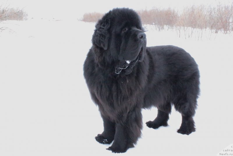 Фото: ньюфаундленд Beguschaya po Volnam Zero Kool (Бегущая по Волнам Зеро Коол)