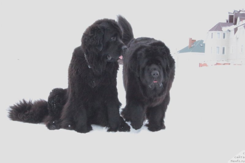 Фото: ньюфаундленд Anabelle Kvin of zye Mountayns (Анабелле Квин оф зэ Моунтайнс), ньюфаундленд YAntarnaya Mechta (Янтарная Мечта)