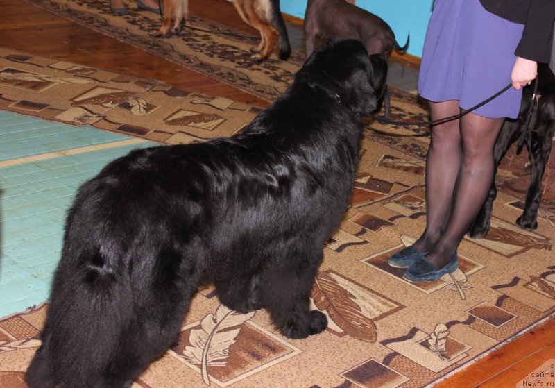 Фото: ньюфаундленд Smigar Tango in the Night (Смигар Танго ин зе Найт)