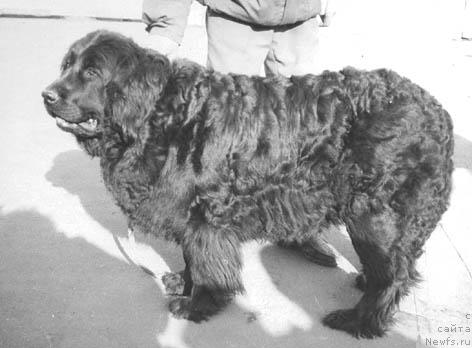 Фото: ньюфаундленд Canda Sult Nik (Цанда Султ Ник)