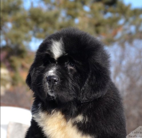 Фотография № 176506