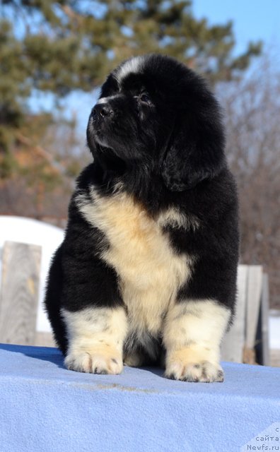 Фотография № 176507