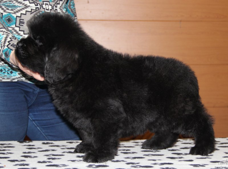 Фото: ньюфаундленд N'yufort Uitni Tradiciya Legendyi (Ньюфорт Уитни Традиция Легенды)