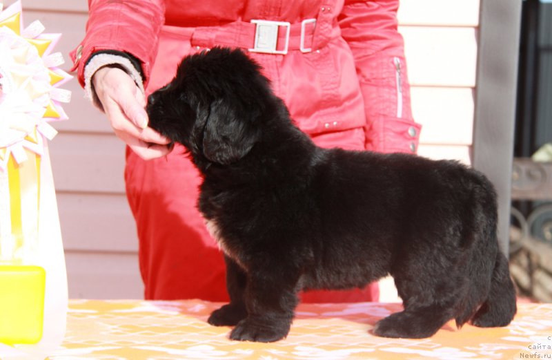 Фото: ньюфаундленд Akvian Song Prekrasnaya Markiza (Аквиан Сонг Прекрасная Маркиза)