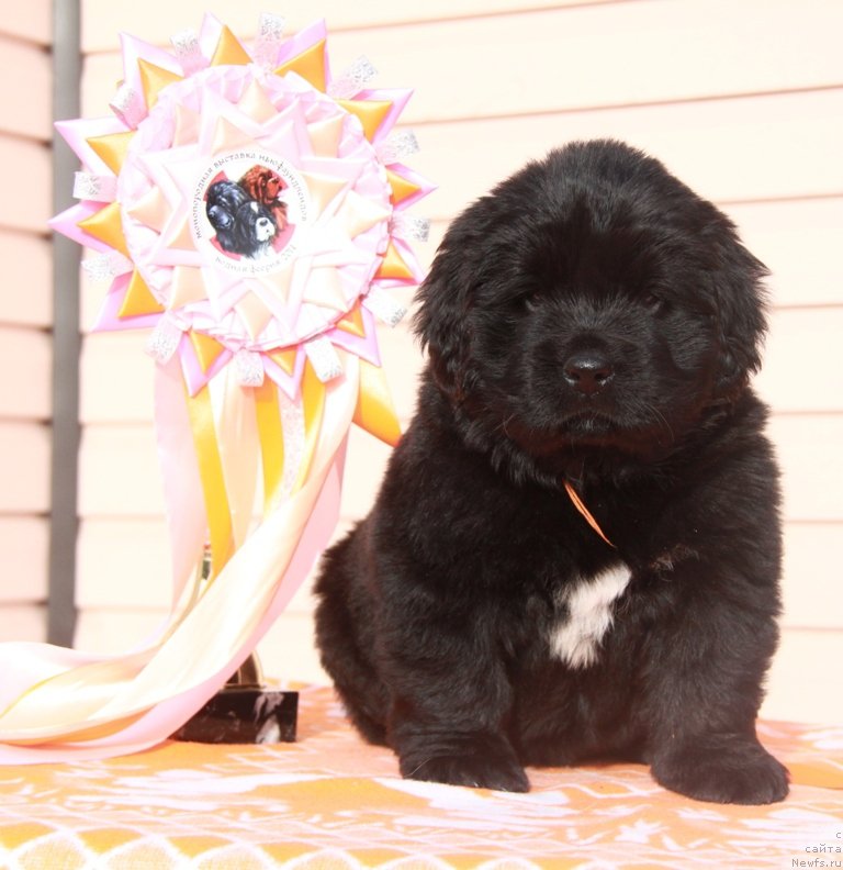 Фото: ньюфаундленд Akvian Song Prekrasnaya Markiza (Аквиан Сонг Прекрасная Маркиза)