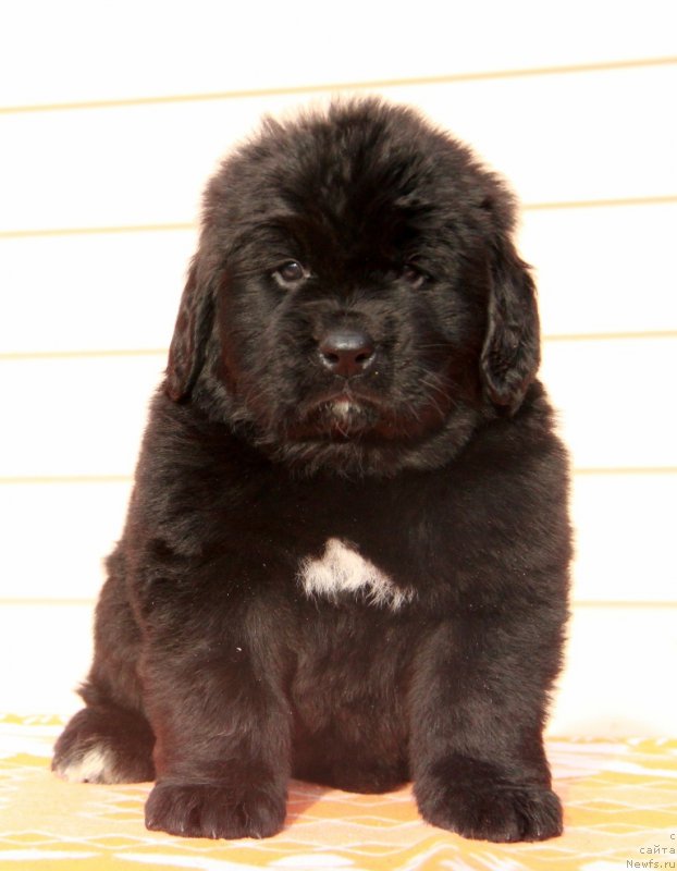 Фото: ньюфаундленд Akvian Song Pink Panter (Аквиан Сонг Пинк Пантер)