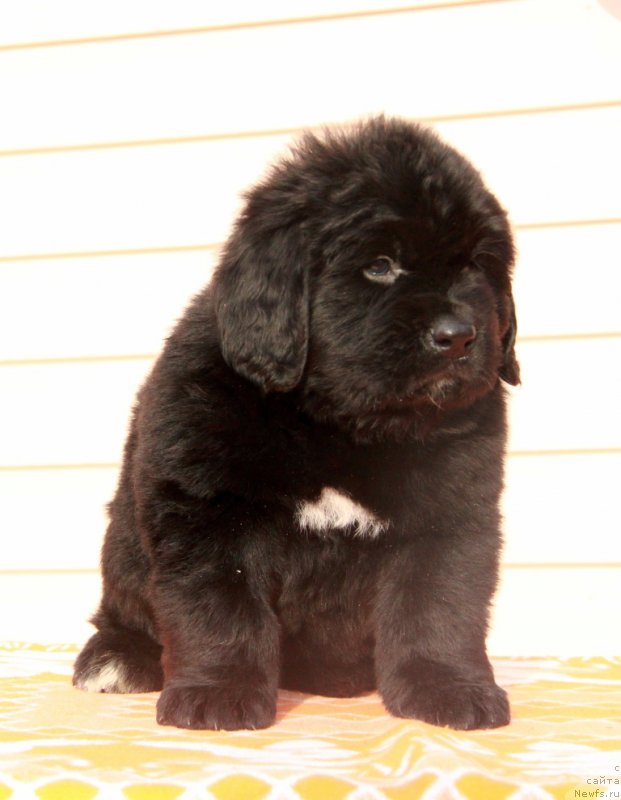 Фото: ньюфаундленд Akvian Song Pink Panter (Аквиан Сонг Пинк Пантер)