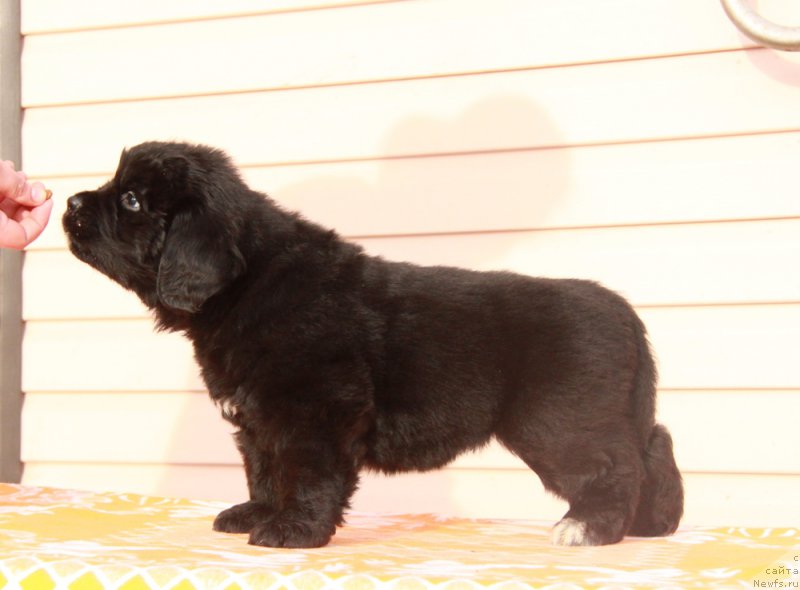 Фото: ньюфаундленд Akvian Song Princess of Naygt (Аквиан Сонг Принцесс оф Найгт)