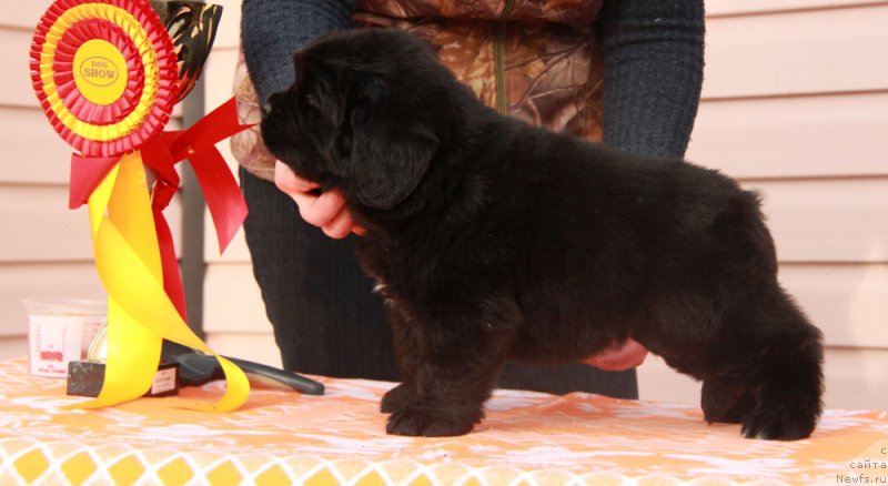 Фото: ньюфаундленд Akvian Song Perfekt Byella (Аквиан Сонг Перфект Бэлла)