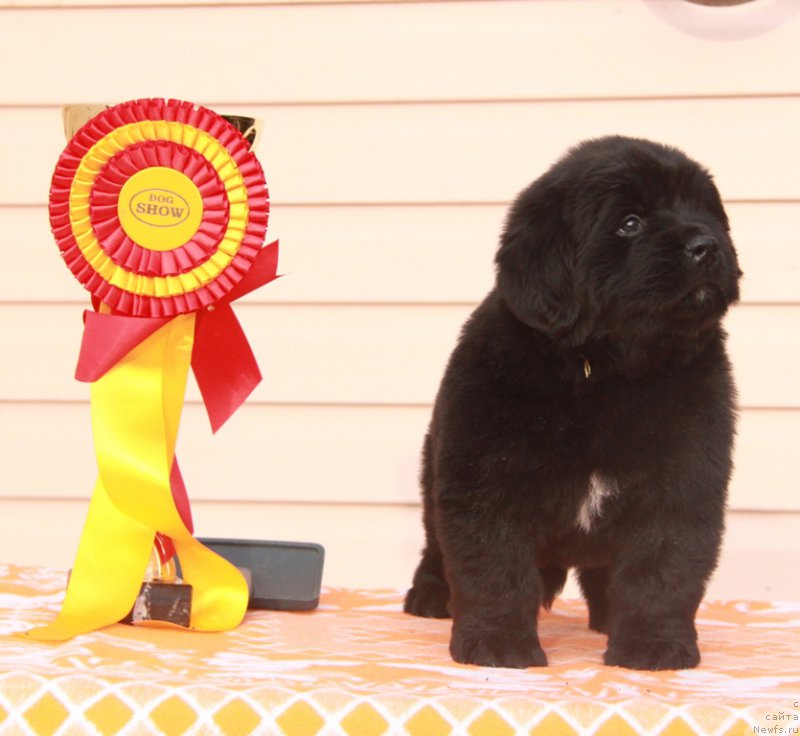 Фото: ньюфаундленд Akvian Song Perfekt Byella (Аквиан Сонг Перфект Бэлла)