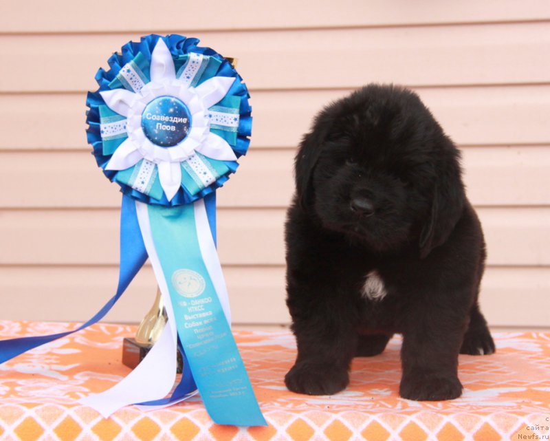 Фото: АС Перформанс