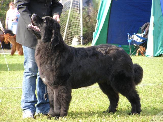 Фото: ньюфаундленд Lovebears Chip of Gold