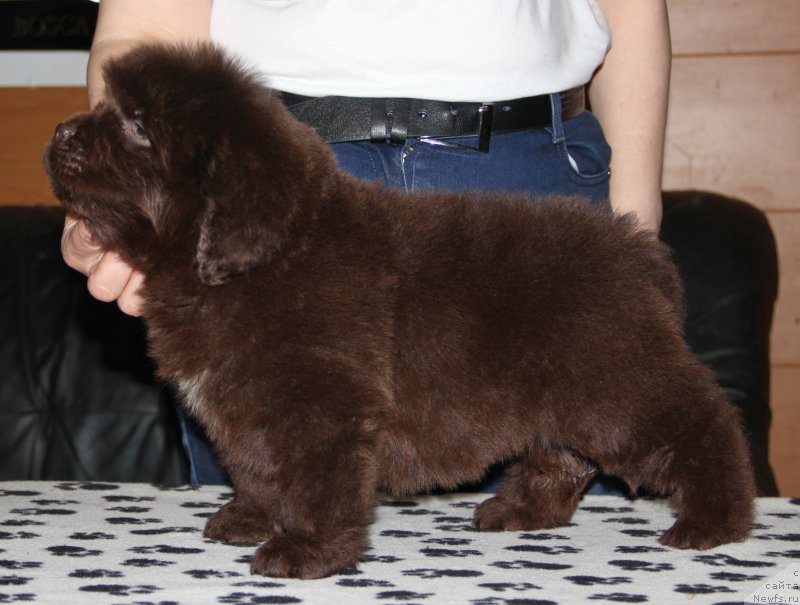 Фото: ньюфаундленд N'yufort Vasabi (Ньюфорт Васаби)