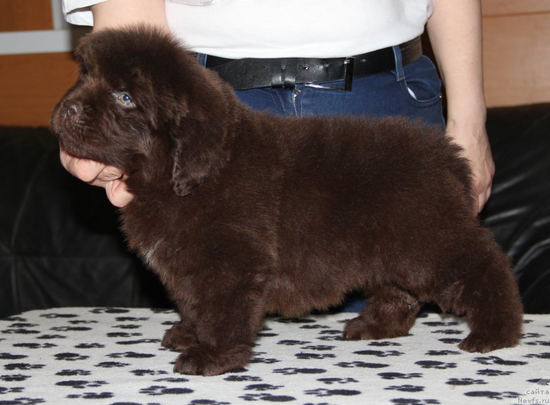 Фото: ньюфаундленд N'yufort Vasabi (Ньюфорт Васаби)