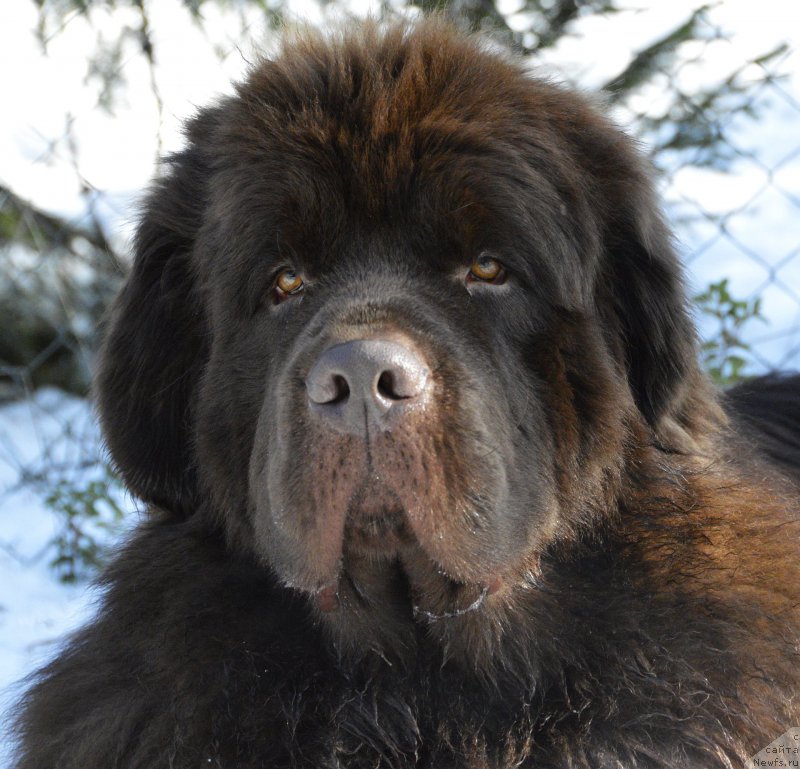 Фото: ньюфаундленд I Follow The Sun de L'Etoile de Cyrice