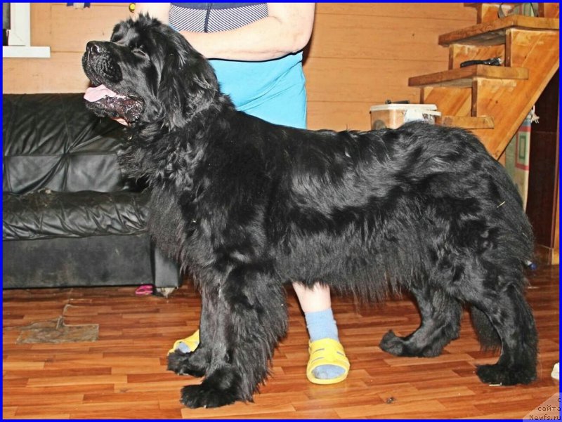 Фото: ньюфаундленд N'yufort CHernyiy SHokolad (Ньюфорт Черный Шоколад)