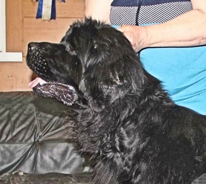 Фото: ньюфаундленд N'yufort CHernyiy SHokolad (Ньюфорт Черный Шоколад)