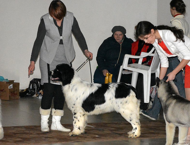 Фото: ньюфаундленд Mag Ispolin Ol'ha (Маг Исполин Ольха)