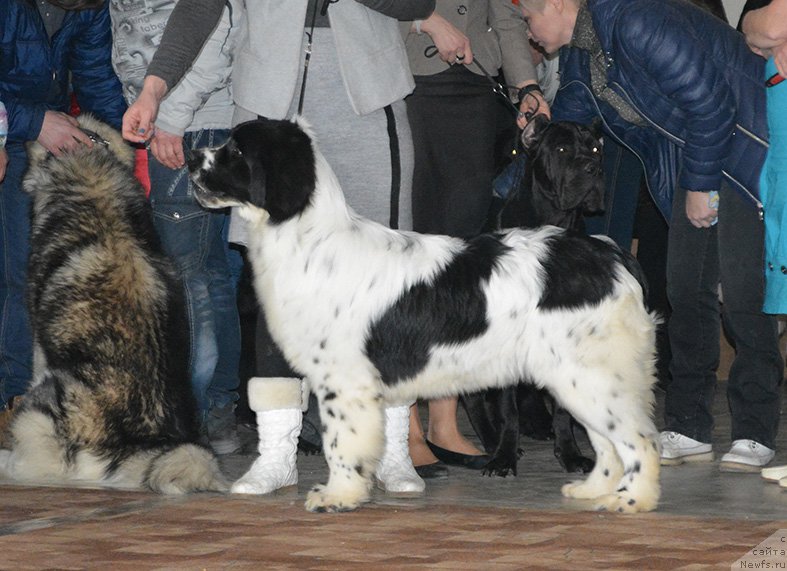 Фотография № 176593