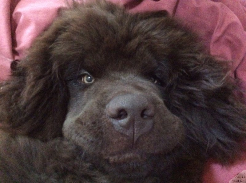 Фото: ньюфаундленд Nobl King May Lord Simba (Нобл Кинг Май Лорд Симба)