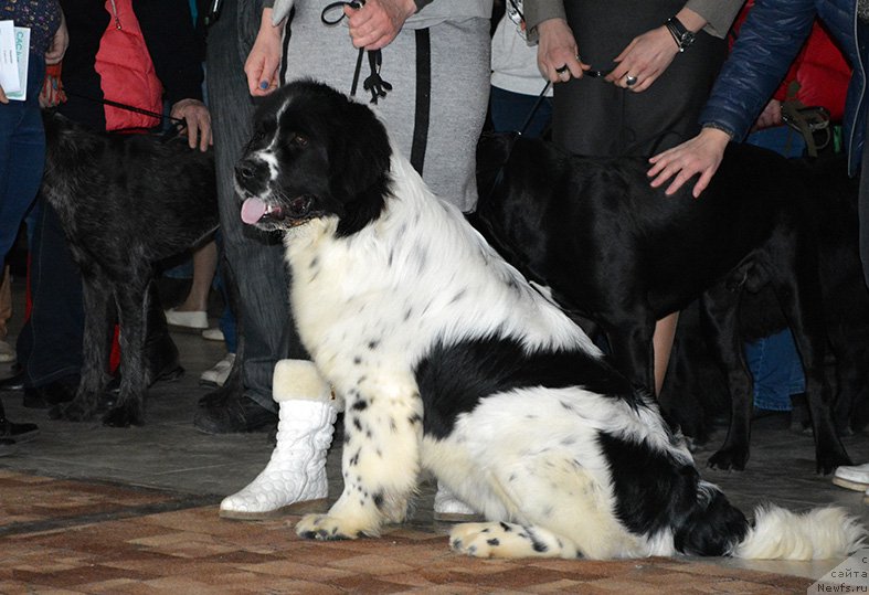 Фото: ньюфаундленд Mag Ispolin Ol'ha (Маг Исполин Ольха)