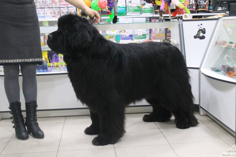 Фотография № 176597