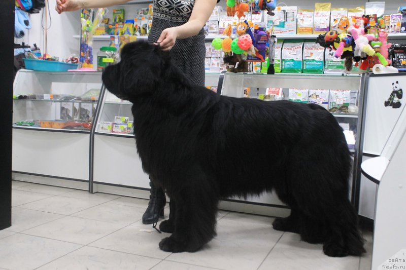 Фотография № 176598