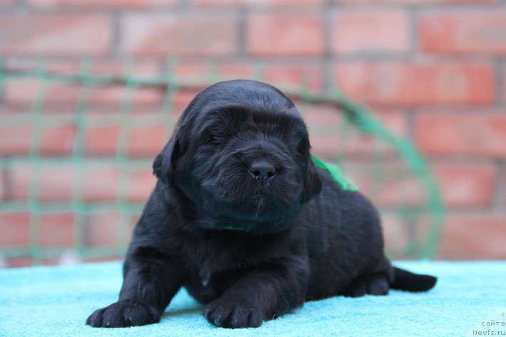 Фото: ньюфаундленд Don s Berega Dona (Дон с Берега Дона)