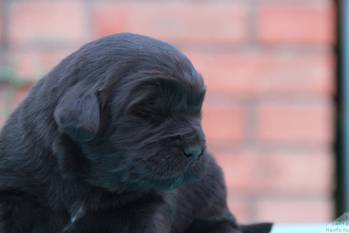 Фото: ньюфаундленд Don s Berega Dona (Дон с Берега Дона)