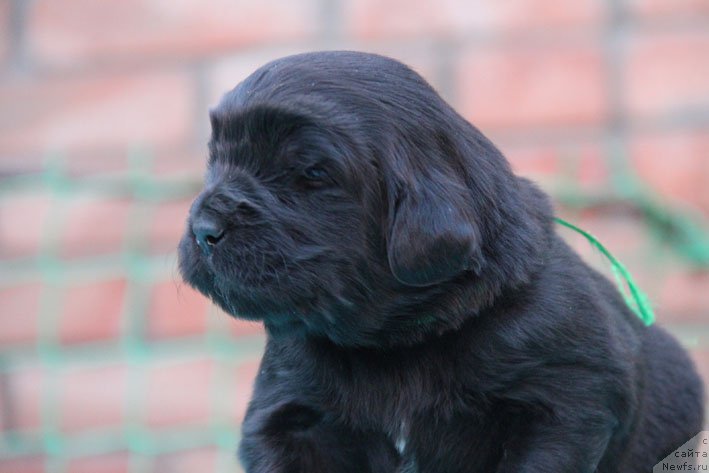 Фото: ньюфаундленд Don s Berega Dona (Дон с Берега Дона)