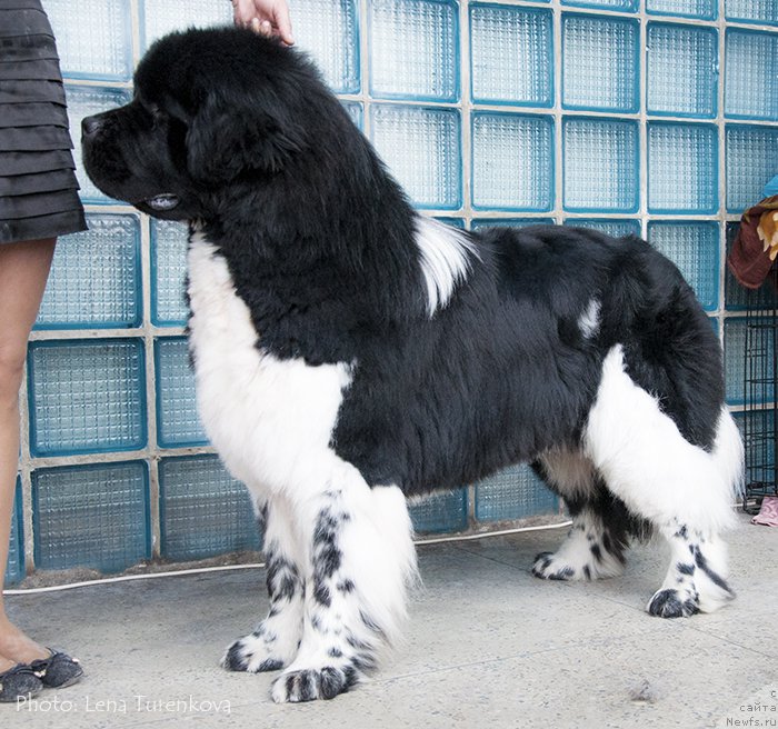 Фото: ньюфаундленд Hulk Invincible of Canadian Beardog