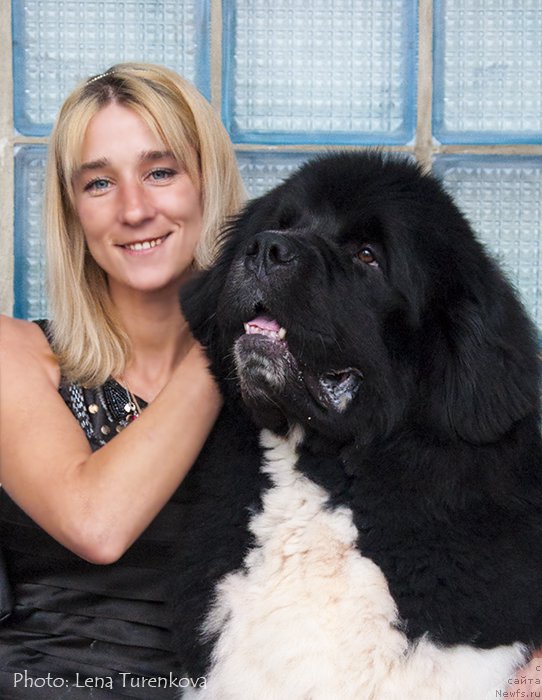 Фото: ньюфаундленд Hulk Invincible of Canadian Beardog