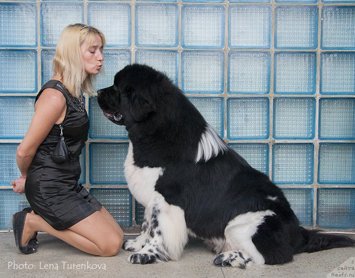 Фото: ньюфаундленд Hulk Invincible of Canadian Beardog