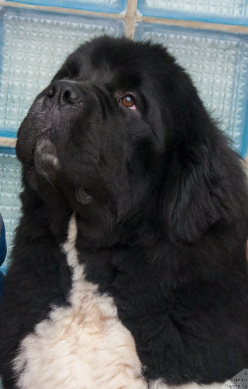 Фото: ньюфаундленд Hulk Invincible of Canadian Beardog