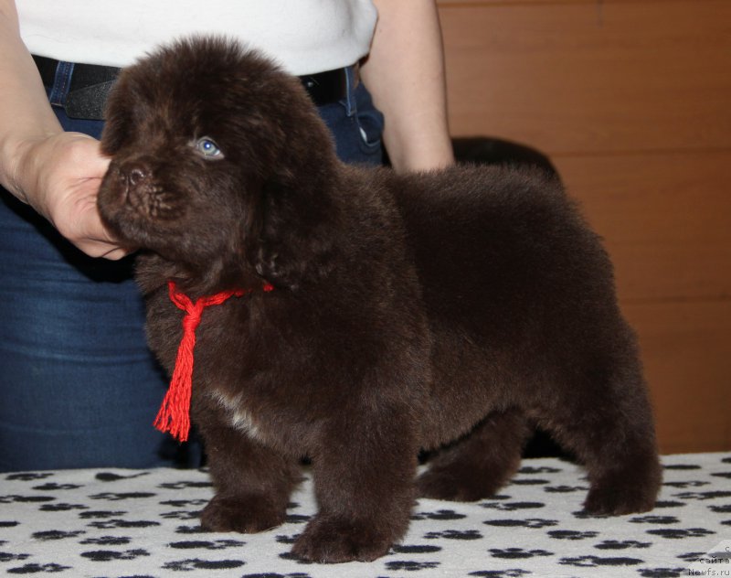 Фото: ньюфаундленд N'yufort Vesna Lyubvi (Ньюфорт Весна Любви)