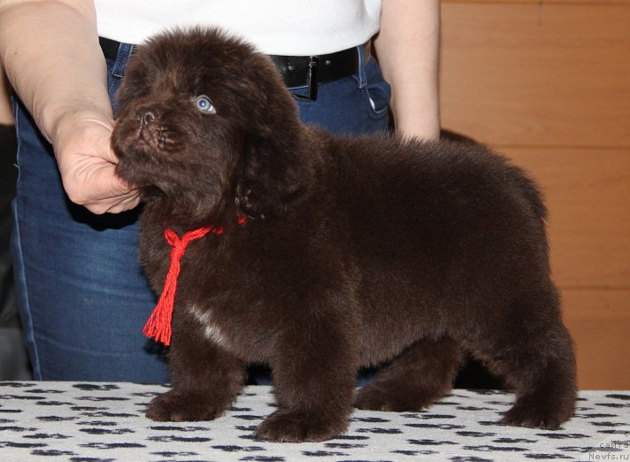 Фото: ньюфаундленд N'yufort Vesna Lyubvi (Ньюфорт Весна Любви)