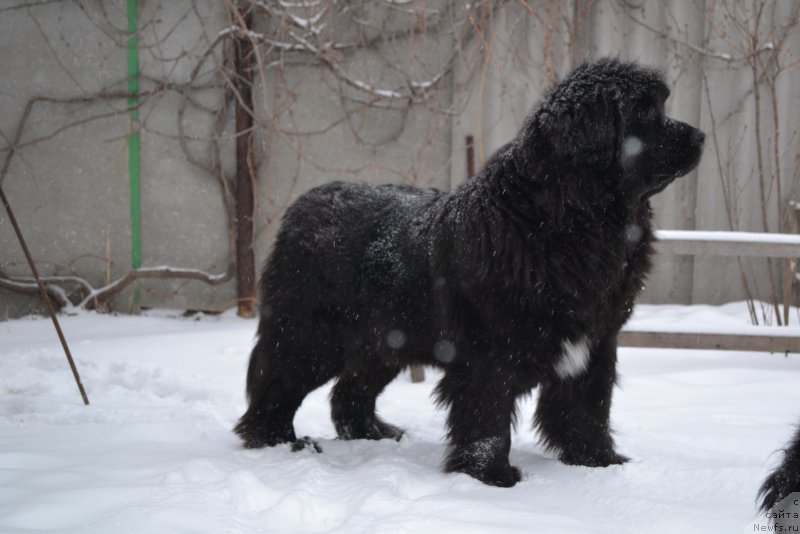 Фото: ньюфаундленд Talisman Morya Mishel' (Талисман Моря Мишель)