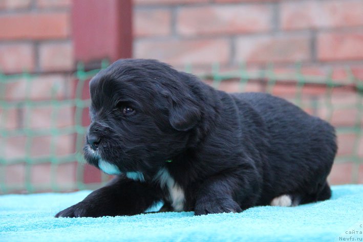 Фото: ньюфаундленд Dushechka s Berega Dona (Душечка с Берега Дона)