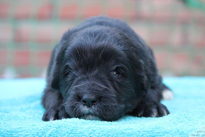 Фото: ньюфаундленд Dushechka s Berega Dona (Душечка с Берега Дона)