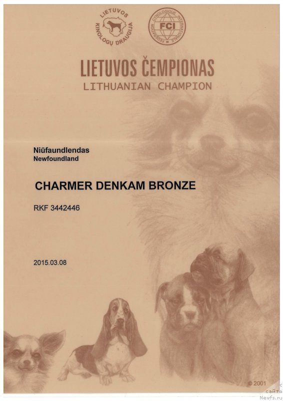 Фото: ньюфаундленд Charmer Denkam Bronze (Чармер Денкам Бронз)