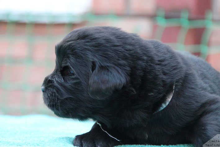 Фото: ньюфаундленд Dinastiya s Berega Dona (Династия с Берега Дона)