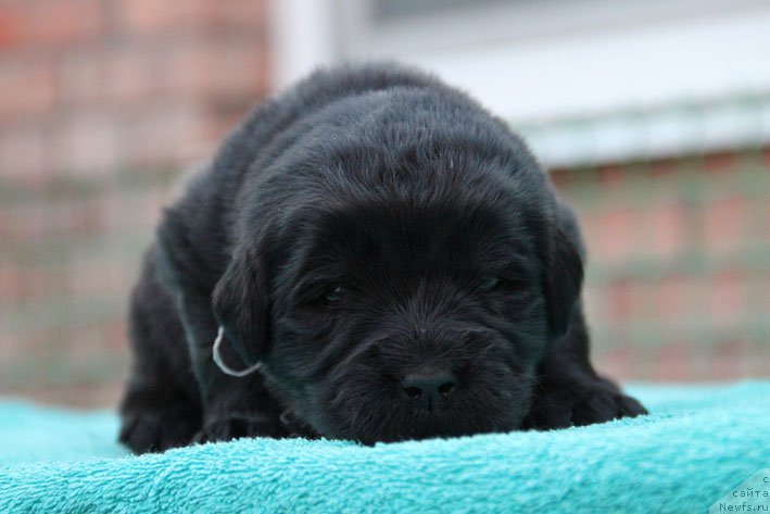 Фото: ньюфаундленд Dinastiya s Berega Dona (Династия с Берега Дона)