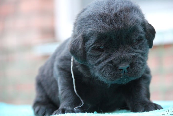 Фото: ньюфаундленд Dinastiya s Berega Dona (Династия с Берега Дона)