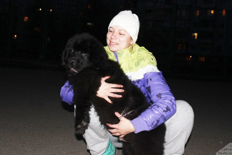 Фото: ньюфаундленд Persey Revayva Kid (Персей Ревайва Кид)