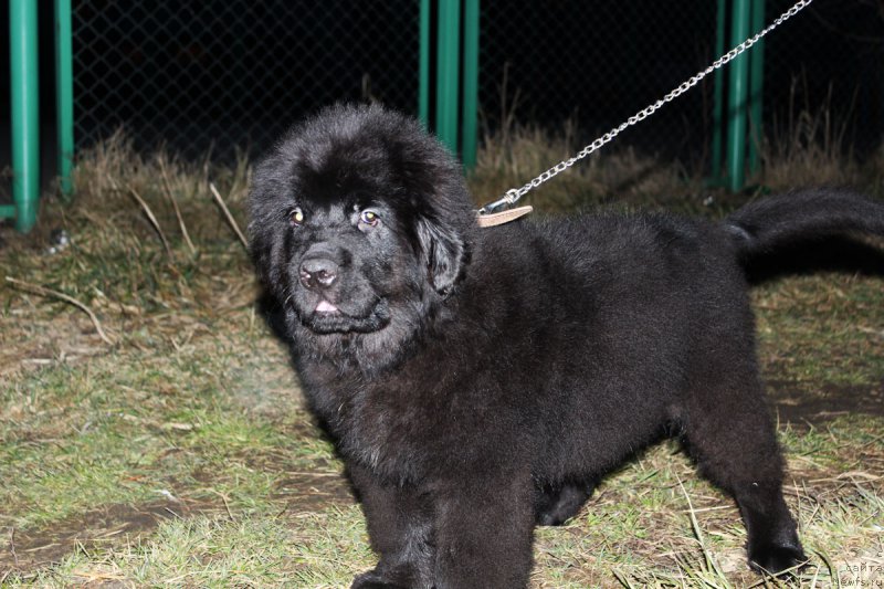 Фотография № 176641