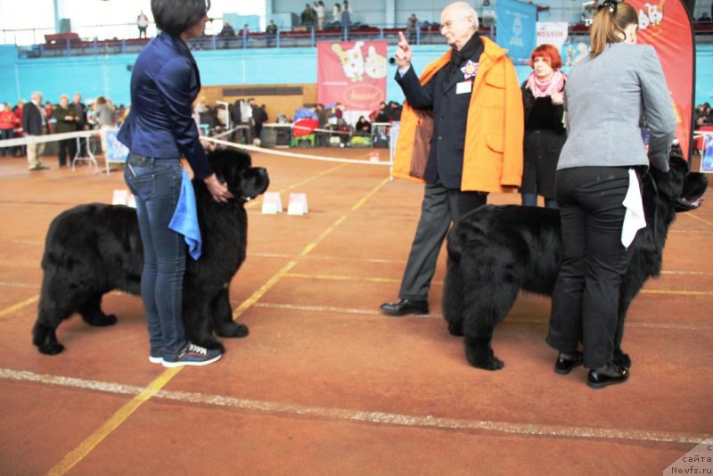 Фото: ньюфаундленд Аlpha Tauri Dinastiya Soverchenstva (Альфа Таури Династия Совершенства), Anna Pronskaya (Анна Пронская)