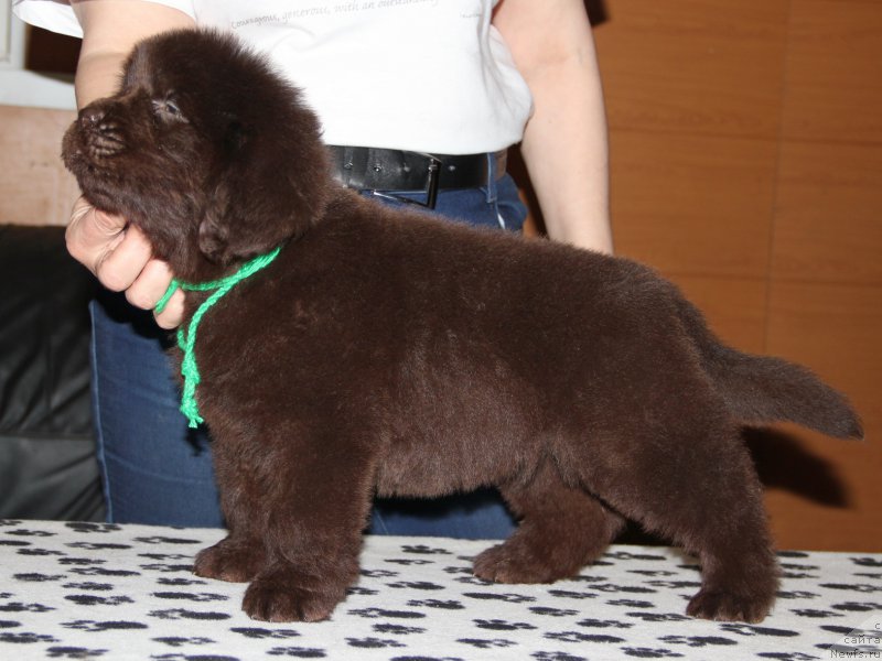 Фото: ньюфаундленд N'yufort Uitni Tradiciya Legendyi (Ньюфорт Уитни Традиция Легенды)