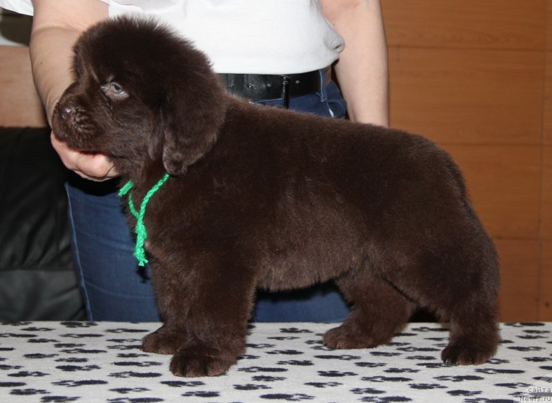 Фотография № 176653